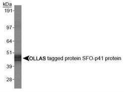 Invitrogen OLLAS Tag Monoclonal Antibody (L2) 100 &mu;L | Buy Online | Invitrogen&trade; | Fisher Scientific