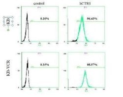 Invitrogen HPa1 Monoclonal Antibody (DHIC2-2C12) 100 &mu;L; Unconjugated:Antibodies,