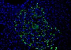Invitrogen HPa1 Monoclonal Antibody (DHIC2-2C12) 100 &mu;L; Unconjugated:Antibodies,