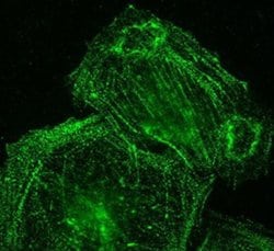 Invitrogen Palladin Monoclonal Antibody (1E6) 100 &mu;L; Unconjugated:Antibodies,