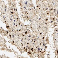 Invitrogen Palladin Monoclonal Antibody (1E6) 100 &mu;L; Unconjugated:Antibodies,