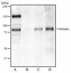 Invitrogen Palladin Monoclonal Antibody (1E6) 100 &mu;L; Unconjugated:Antibodies,
