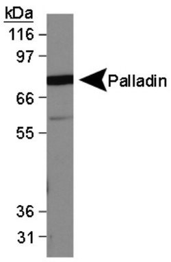 Invitrogen Palladin Monoclonal Antibody (1E6) 100 &mu;L; Unconjugated:Antibodies,