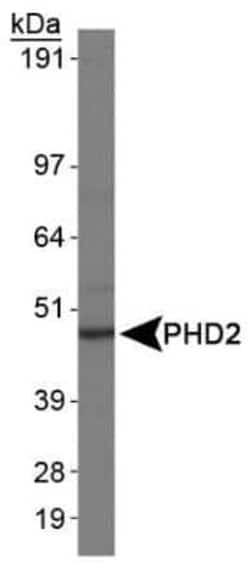 Invitrogen PHD2 Monoclonal Antibody (366G/76/3) 100 &mu;L; Unconjugated:Antibodies,