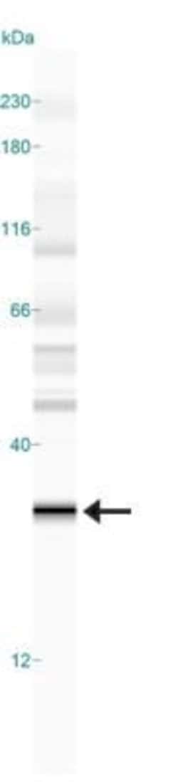 Invitrogen PHD3 Monoclonal Antibody (EG188e/d5) 200 &mu;L; Unconjugated:Antibodies,