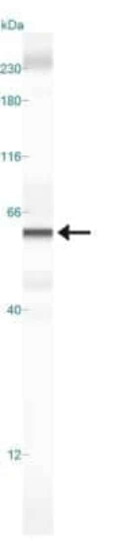 Invitrogen DUX4 Monoclonal Antibody (P4H2) 100 &mu;L; Unconjugated:Antibodies,