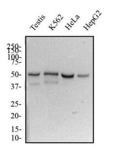 Invitrogen DUX4 Monoclonal Antibody (P4H2) 100 &mu;L; Unconjugated:Antibodies,