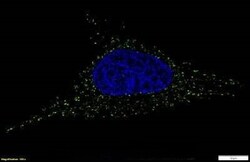 Invitrogen TFAM Monoclonal Antibody (18G102B2E11) 100 &mu;L | Buy Online | Invitrogen&trade; | Fisher Scientific