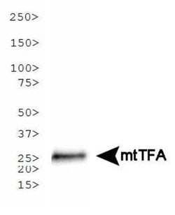 TFAM Monoclonal Antibody (18G102B2E11):Antibodies, Monoclonal
