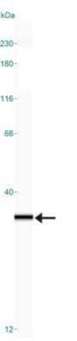 Invitrogen TFAM Monoclonal Antibody (18G102B2E11) 100 &mu;L | Buy Online | Invitrogen&trade; | Fisher Scientific