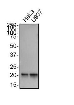 Invitrogen TFAM Monoclonal Antibody (18G102B2E11) 100 &mu;L | Buy Online | Invitrogen&trade; | Fisher Scientific