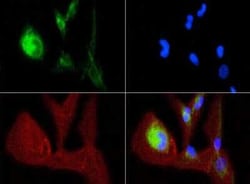 Invitrogen OPA1 Monoclonal Antibody (1E8-1D9) 100 &mu;L | Buy Online | Invitrogen&trade; | Fisher Scientific