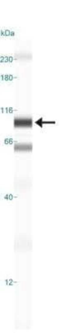 Invitrogen OPA1 Monoclonal Antibody (1E8-1D9) 100 &mu;L | Buy Online | Invitrogen&trade; | Fisher Scientific