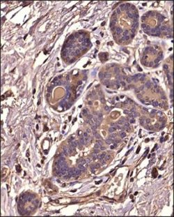 Invitrogen IkB alpha Monoclonal Antibody (6A920) 100 &mu;g; Unconjugated:Antibodies,