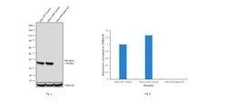Invitrogen IkB alpha Monoclonal Antibody (6A920) 100 &mu;g; Unconjugated:Antibodies,