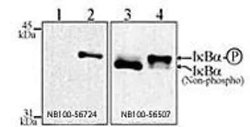 Invitrogen IkB alpha Monoclonal Antibody (6A920) 100 &mu;g; Unconjugated:Antibodies,