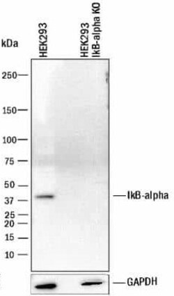 Invitrogen IkB alpha Monoclonal Antibody (6A920) 100 &mu;g; Unconjugated:Antibodies,