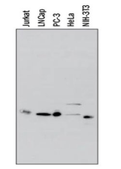 Invitrogen IkB alpha Monoclonal Antibody (6A920) 100 &mu;g; Unconjugated:Antibodies,