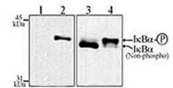 Invitrogen IkB alpha Monoclonal Antibody (6A920) 100 &mu;g; Unconjugated:Antibodies,
