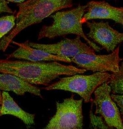 Invitrogen&trade;&nbsp;IKK alpha Monoclonal Antibody (14A231)