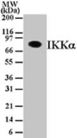 Invitrogen IKK alpha Monoclonal Antibody (14A231) 100 &mu;g; Unconjugated:Antibodies,
