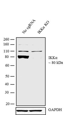 Invitrogen IKK alpha Monoclonal Antibody (14A231) 100 &mu;g; Unconjugated:Antibodies,