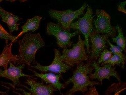 Invitrogen TBK1 Monoclonal Antibody (108A429) 100 &mu;g | Buy Online | Invitrogen&trade; | Fisher Scientific