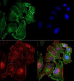 Invitrogen TBK1 Monoclonal Antibody (108A429) 100 &mu;g | Buy Online | Invitrogen&trade; | Fisher Scientific