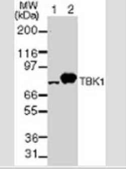 Invitrogen TBK1 Monoclonal Antibody (108A429) 100 &mu;g | Buy Online | Invitrogen&trade; | Fisher Scientific