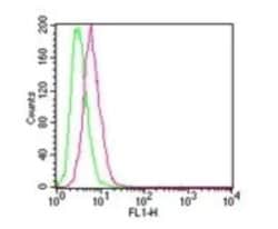 Invitrogen IKK beta Monoclonal Antibody (10A9B6) 100 &mu;g; Unconjugated:Antibodies,