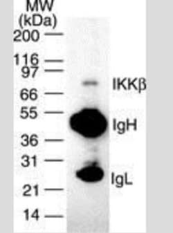 Invitrogen IKK beta Monoclonal Antibody (10A9B6) 100 &mu;g; Unconjugated:Antibodies,