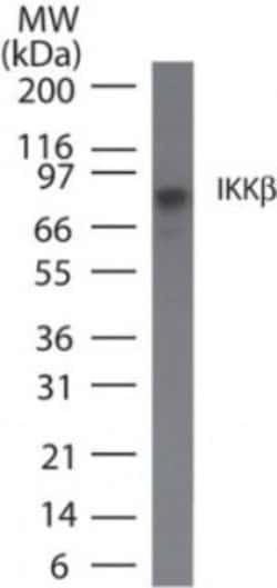 Invitrogen IKK beta Monoclonal Antibody (10A9B6) 100 &mu;g; Unconjugated:Antibodies,