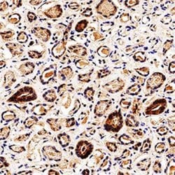 Invitrogen Bif1 Monoclonal Antibody (30A882.1.1) 100 &mu;g; Unconjugated:Antibodies,