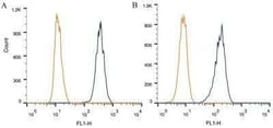 Invitrogen DNMT3A Monoclonal Antibody (64B1446) 100 &mu;g | Buy Online | Invitrogen&trade; | Fisher Scientific