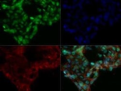 Invitrogen DNMT3A Monoclonal Antibody (64B1446) 100 &mu;g | Buy Online | Invitrogen&trade; | Fisher Scientific