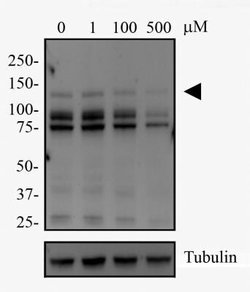 Invitrogen DNMT3A Monoclonal Antibody (64B1446) 100 &mu;g; Unconjugated:Antibodies,