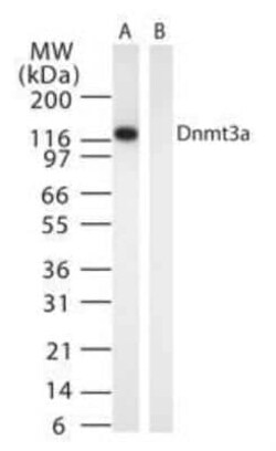 Invitrogen DNMT3A Monoclonal Antibody (64B1446) 100 &mu;g | Buy Online | Invitrogen&trade; | Fisher Scientific
