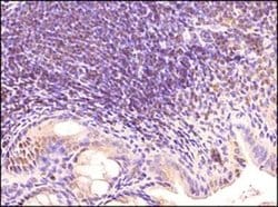 Invitrogen TLR3 Monoclonal Antibody (40C1285.6) 100 &mu;g; Unconjugated:Antibodies,