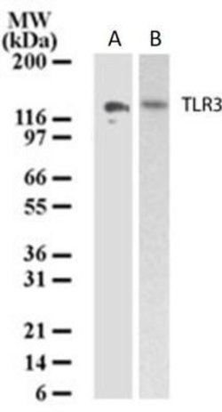 Invitrogen TLR3 Monoclonal Antibody (40C1285.6) 100 &mu;g; Unconjugated:Antibodies,
