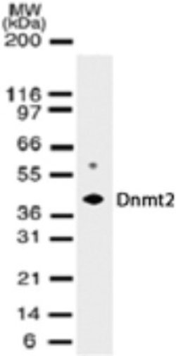 Invitrogen Dnmt2 Monoclonal Antibody (102B1259.2) 100 &mu;g; Unconjugated:Antibodies,