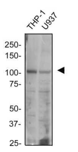 Invitrogen TLR2 Monoclonal Antibody (TL2.1) 100 &mu;g; Unconjugated:Antibodies,
