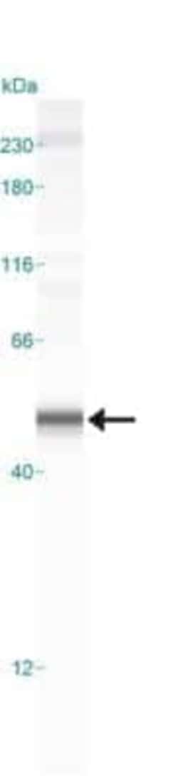 Invitrogen Caspase 1 Monoclonal Antibody (14F468) 100 &mu;g; Unconjugated:Antibodies,