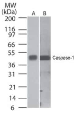 Invitrogen Caspase 1 Monoclonal Antibody (14F468) 100 &mu;g; Unconjugated:Antibodies,
