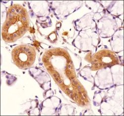 Invitrogen TLR4 Monoclonal Antibody (76B357.1) 100 &mu;g; Unconjugated:Antibodies,