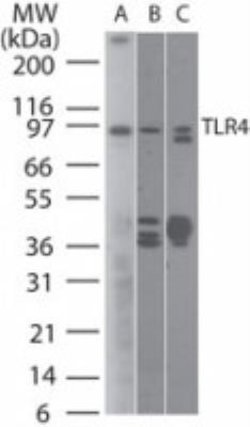 Invitrogen TLR4 Monoclonal Antibody (76B357.1) 100 &mu;g; Unconjugated:Antibodies,