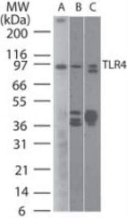 Invitrogen TLR4 Monoclonal Antibody (76B357.1) 100 &mu;g; Unconjugated:Antibodies,