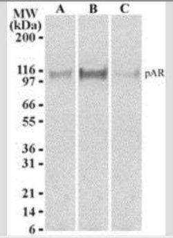 Invitrogen Phospho-Androgen Receptor (Ser213, Ser210) Monoclonal Antibody