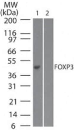 Invitrogen FOXP3 Monoclonal Antibody (3G3) 100 &mu;g; Unconjugated:Antibodies,