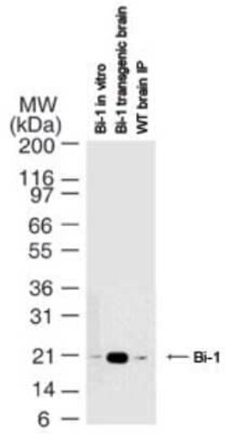 Invitrogen Bi-1 Monoclonal Antibody (20F565) 100 &mu;g; Unconjugated:Antibodies,