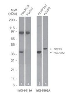 Invitrogen FOXP3 Monoclonal Antibody (16J4G6) 100 &mu;g; Unconjugated:Antibodies